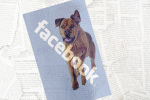 dog-facebook